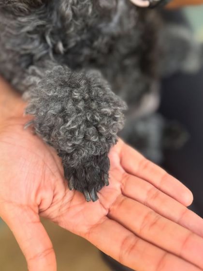 A tiny paw from Mango. Her family's review made our hearts bloom.