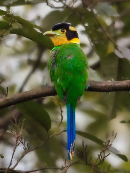 A back view of the Long-tailed Broadbill, showing off its namesake tail and the brilliant green of its plumage.