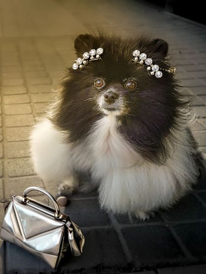 Ready for a gala. This Pomeranian is styled with a sparkling tiara and a tiny silver handbag, looking every bit the part of a four-legged fashionista.
