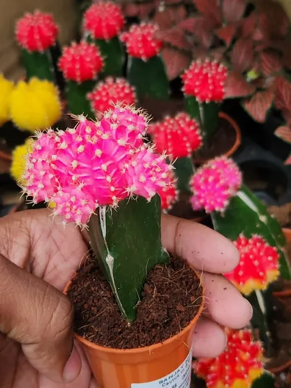 A close-up of a bright pink Moon Cactus. These popular succulents are a favorite for their unique appearance and are relatively easy to care for, making them a great starting point for new plant enthusiasts.