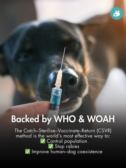 The Pack - Pet Parent Education & Workshops Awaara Nahi, Humara Hai: Community Dog Advocacy photo 23