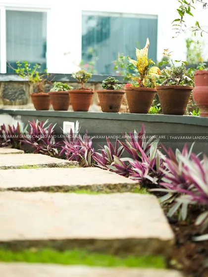 A low-angle view of a stone pathway, bordered by vibrant purple Tradescantia plants and a raised ledge holding a collection of terracotta pots.