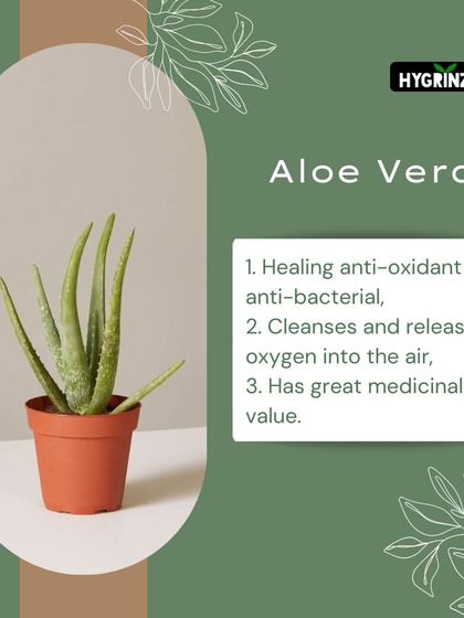 Hygrinz - Plant Sales & Gardening Supplies Gardening Tips & Plant Facts photo 33