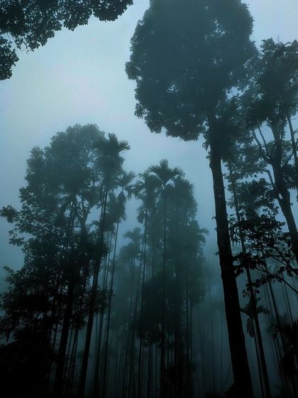 A mesmerizing view of tall, misty trees during the Netravathi trek.