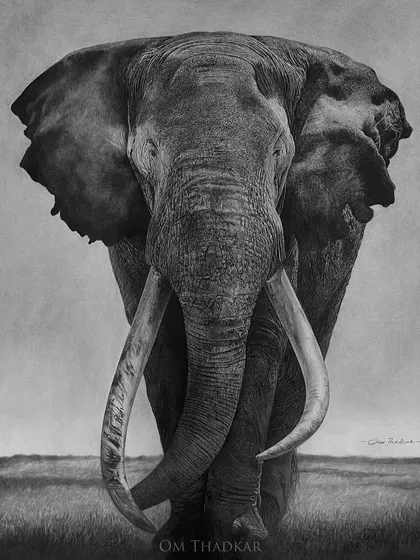 I present 'Gajraaj', a tribute to the sheer power and majesty of the elephant. My goal with this large-scale charcoal drawing was to render every wrinkle and the weathered texture of the tusks, conveying a sense of ancient wisdom and enduring strength.