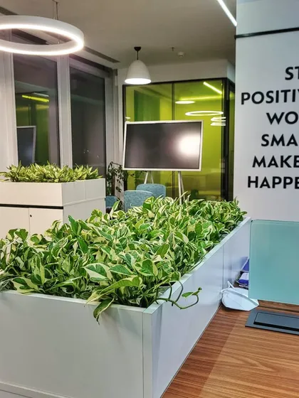 A lush installation of variegated Pothos brings life to this collaborative workspace. Positioned next to a motivational quote wall, these air-purifying plants help foster a positive and energetic atmosphere.