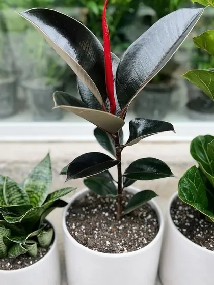 A stylish trio of indoor plants. This combination includes a Snake Plant, a dark Rubber Plant, and a Fiddle Leaf Fig, demonstrating how different textures and shapes can create a beautiful green arrangement.