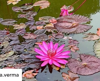 A close-up of a stunning pink lotus flower, its petals open to the sky. The lotus is a powerful symbol in Ayurveda, representing purity, enlightenment, and rebirth.