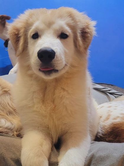 Golu, the Himalayan Shepherd puppy, looking like a little cloud.
