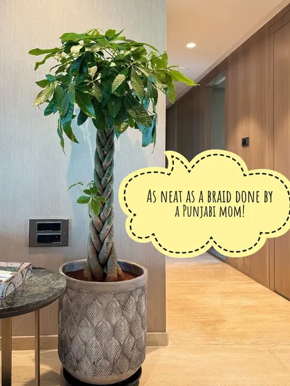 We couldn't have said it better ourselves. This braided Pachira, also known as a Money Tree, is one of our bestsellers for a reason. Its unique, neatly braided trunk adds a touch of sculptural elegance and personality to any room.