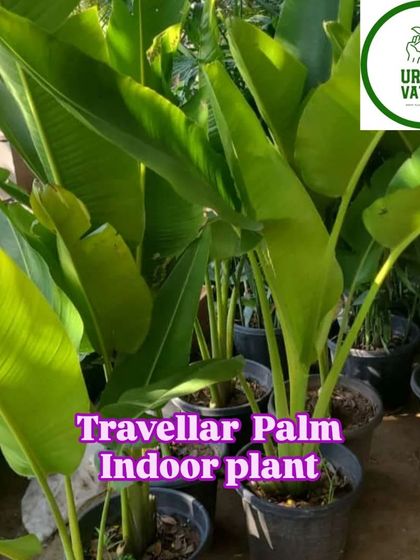 A Traveller Palm in a pot, a great indoor statement plant.