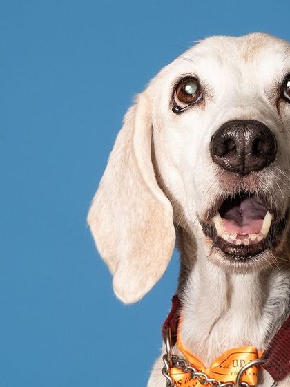 A beautiful, expressive portrait of Seenu against a solid blue background. His curious and happy face is perfectly captured.