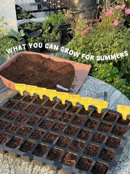 A glimpse of my setup for starting summer vegetable seeds. I use a seedling tray filled with a mix of cocopeat and compost, which provides a light and nutritious medium for germination. Using labels for each variety is a simple but important step to avoid confusion later.