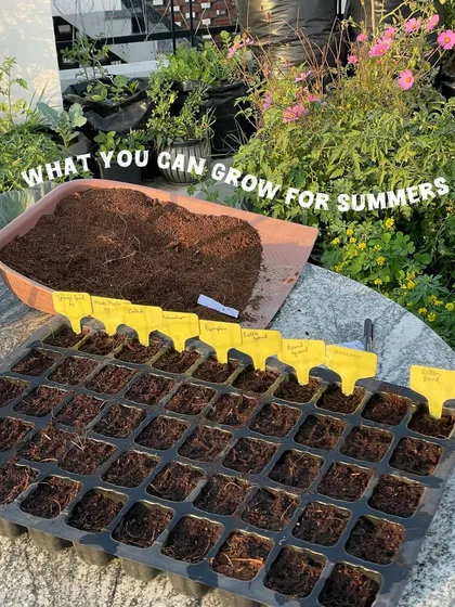 Getting ready to plant my summer vegetables. A seedling tray filled with my special mix of cocopeat and compost is the perfect start for growing healthy saplings.