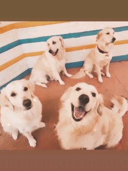 A happy pile of Golden Retrievers. When I look at these faces, I know that good still exists in the world.