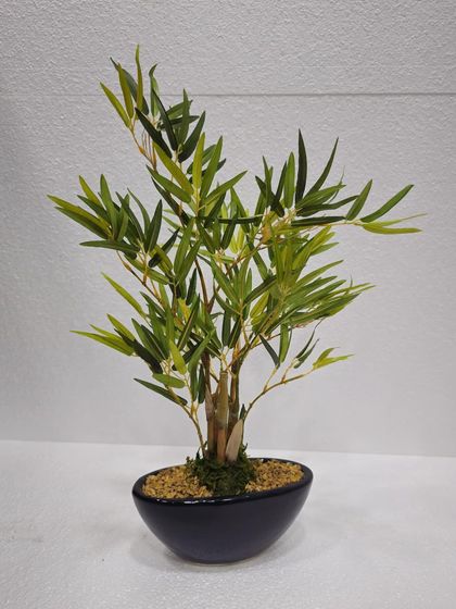 Desktop Plants & Bonsai photo 23