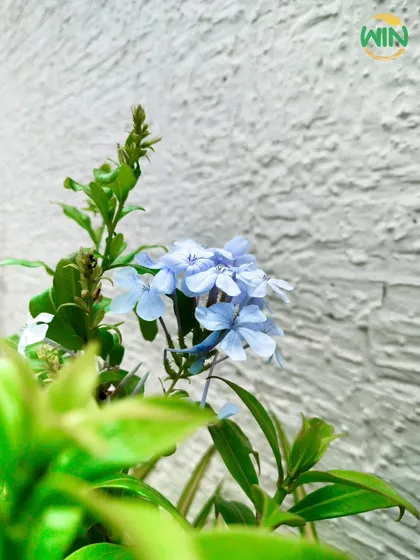 A close-up of Plumbago auriculata, a beautiful flowering shrub used in one of our IT park projects. We carefully select plants that are not only attractive but also well-suited to the local climate.