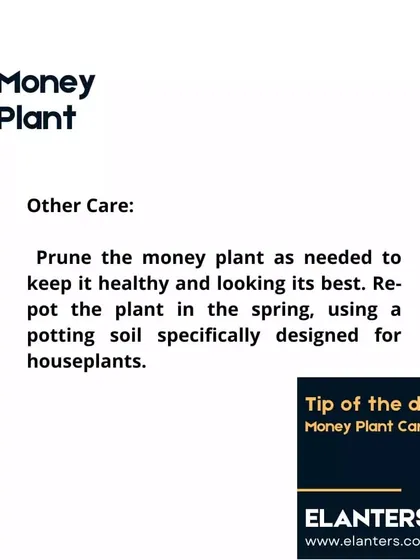 Money Plant Care: Other Tips. Prune as needed to maintain its shape and repot in the spring using a potting soil designed for houseplants.