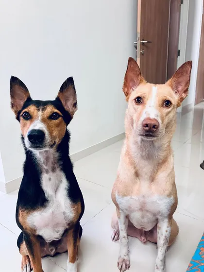 Meet Rolo and Robert, two beautiful and alert Indie dogs. This portrait was taken during their long-term boarding stay with us before they relocated to Singapore. We provide a loving environment for pets, no matter how long they are with us.