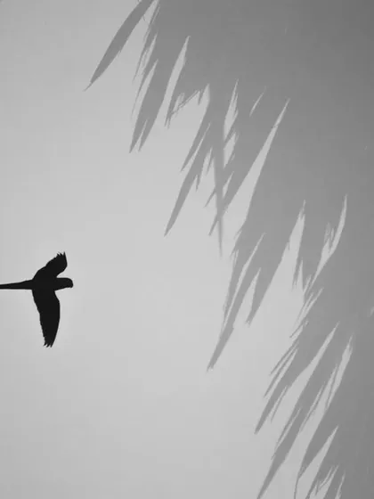 This black and white image is a multiple exposure of a Rose-ringed Parakeet in flight against the soft, abstract shapes of tree leaves. The technique creates a sense of movement and blends the subject with its environment in an artistic way.