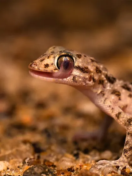 A macro shot revealing the incredible detail of a gecko's eye and skin in the Thar Desert. My macro workshops focus on uncovering these tiny, hidden worlds and telling their fascinating stories through the lens.