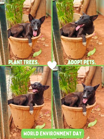 Charlie's Animal Rescue Centre - Animal Rescue & Adoption Our Voice: Advocacy & Awareness photo 4