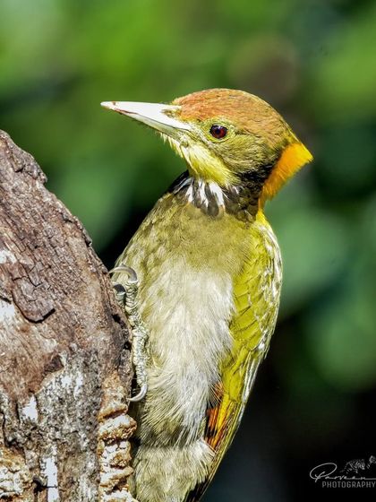 A Greater Yellownape Woodpecker from Sattal, showing its olive-green body and yellow nape.