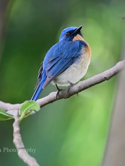 Seen from behind, the Tickell's Blue Flycatcher shows off its azure back and tail feathers. It is a tiny jewel of the forest understory, always active and alert.