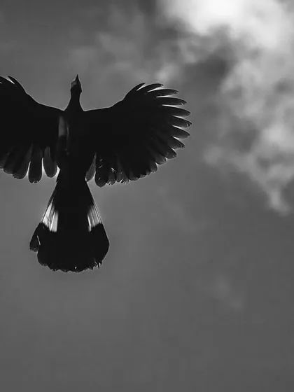 A Great Blue Turaco in flight, captured in black and white to emphasize its angelic wing shape against the sky.