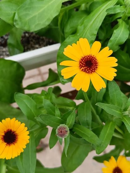 A gallery of the many different flowers I have successfully grown, showing a wide range of colors and types.