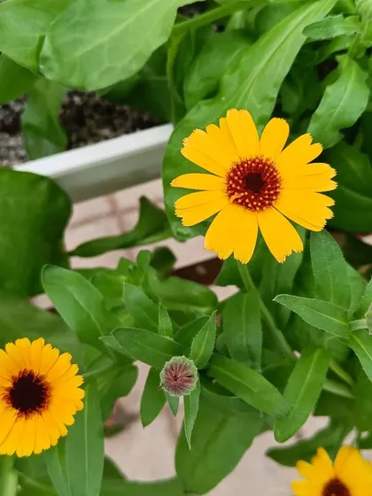 A gallery of the many different flowers I have successfully grown, showing a wide range of colors and types.