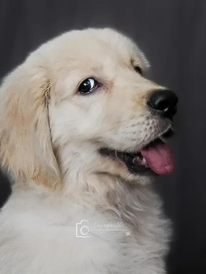 A classic puppy portrait of Simba, looking adorable and happy against a simple grey studio background.