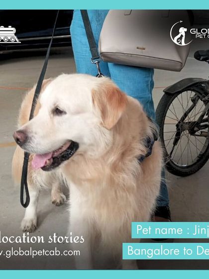 Global Pet Cab - Domestic Pet Relocation Train Travel: First-Class Coupe Journeys photo 13