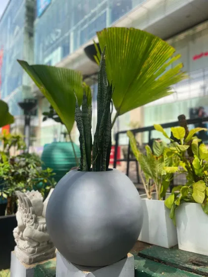 The 'Bola' planter is all things chic. Its perfect spherical shape and grey finish make it ideal for modern or minimalist spaces.