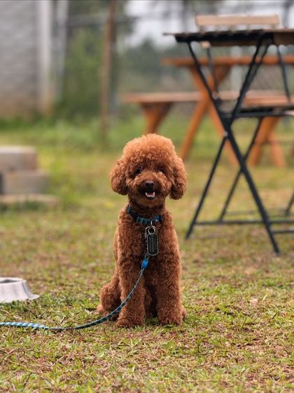 The Pawsome Camp - Dog Daycare & Boarding Our Pack: Portraits from the Camp photo 16