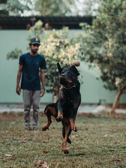 This Rottweiler shows incredible focus and athleticism as he leaps for the ball. Fetch is a classic game that we use to reinforce recall and burn off high levels of energy.