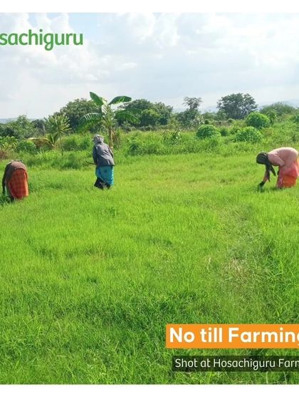 We practice no-till farming, which means we disturb the soil as little as possible. This improves water infiltration, reduces erosion, and helps retain organic matter for healthier soil.