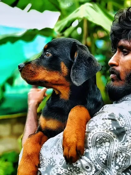 This is me with one of my beautiful Rottweiler puppies. I handle all my pups personally from birth, so they are well socialized and comfortable with people. This little one has a great structure and confident look.