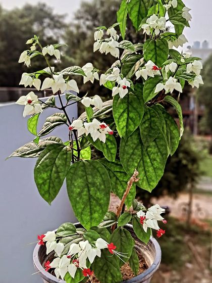 Bhardwaj - Urban Gardening Consultation A Riot of Colorful Flowers photo 196