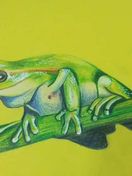 A student's drawing of a green tree frog, showing wonderful color blending and detail.