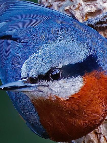 A Chestnut-bellied Nuthatch clings to a tree trunk, seen from above. This perspective showcases the beautiful slate-blue of its back and the rich chestnut of its underparts.