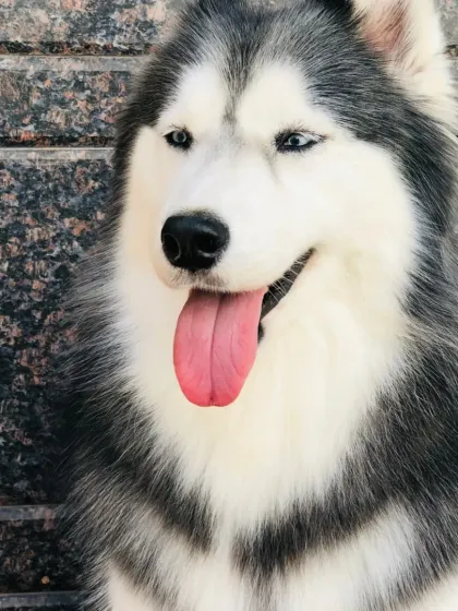A perfect Husky portrait. Their coats are beautiful, and we help with regular grooming.