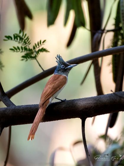 A clear portrait of the female Indian Paradise Flycatcher.