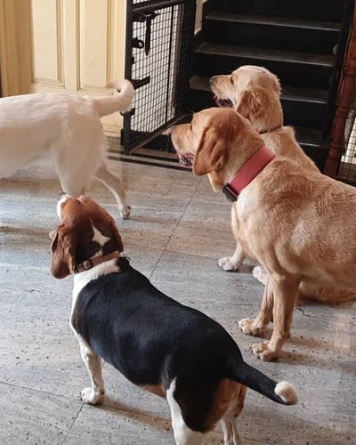 In-Home Dog Boarding