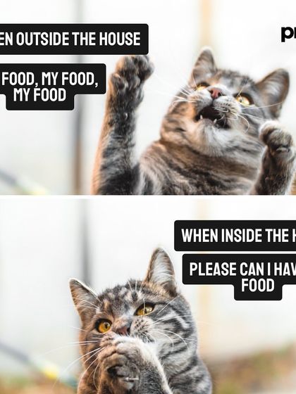 This cat meme perfectly captures the feeling of being "hangry". If you're in the club that needs to eat every 3 hours, you'll relate to this.
