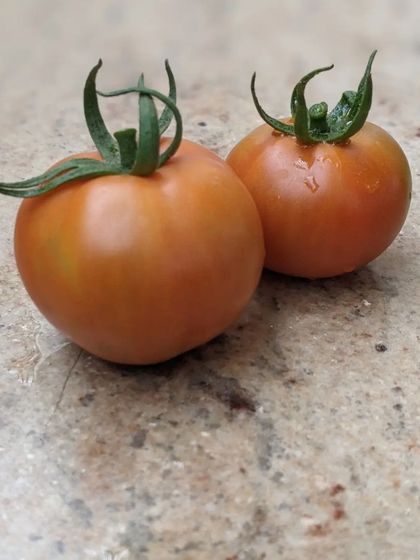 Hastam Montessori - Montessori Lab Access for Homeschoolers Beyond the Classroom: Play & Nature photo 8