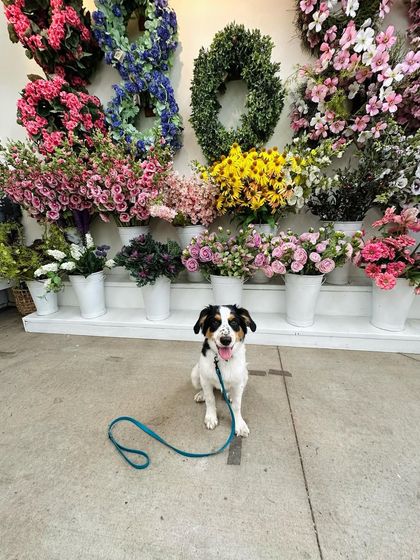 Tulsa Dog Trainer - Immersive Board & Train Programs Board & Train Graduates photo 121