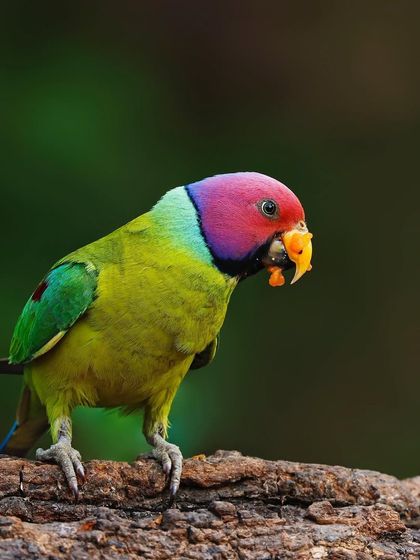 A male Plum-headed Parakeet stands on a log, its vibrant colors a stark contrast to the dark, earthy tones of the wood and the soft green background.
