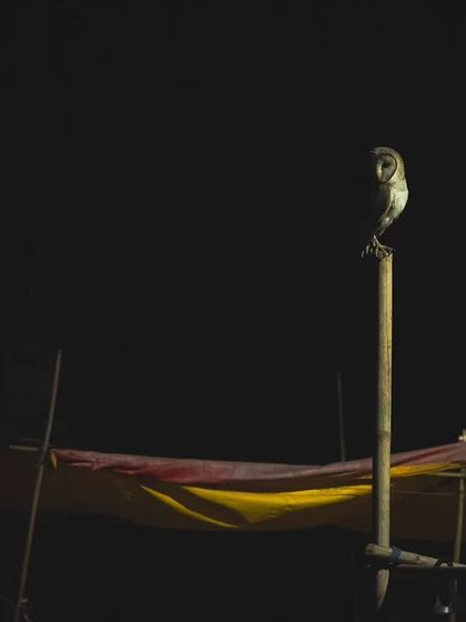 Another Barn Owl in the Millennium City, captured at night. Their consistent presence is a reminder of the wildlife that surrounds us.
