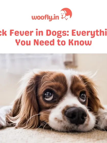 Tick fever is a serious concern for dogs, but early detection and prevention are key. I can help you recognize the symptoms and create a plan to protect your furry friend from ticks and related diseases.
